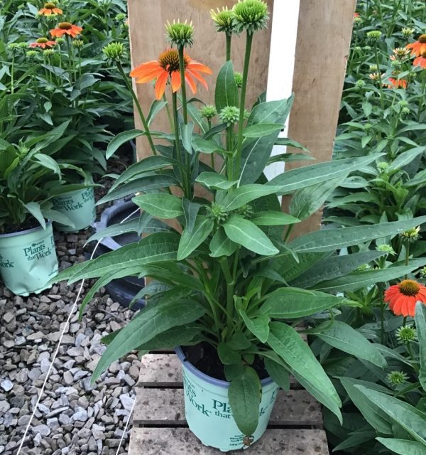 3QT - Artisan™ Soft Orange Coneflower (ECHINACEA ARTISAN SOFT ORANGE) - 3QT - 3QT