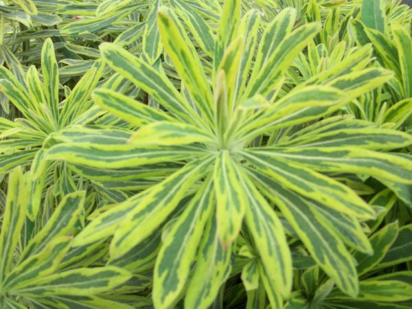1 gallon - Ascot Rainbow Cushion Spurge (EUPHORBIA M. ASCOT RAINBOW) - 1 gallon - 1 gallon