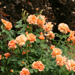 2 gallon - At Last® Rose (ROSE S AT LAST) - 2 gallon - 2 gallon