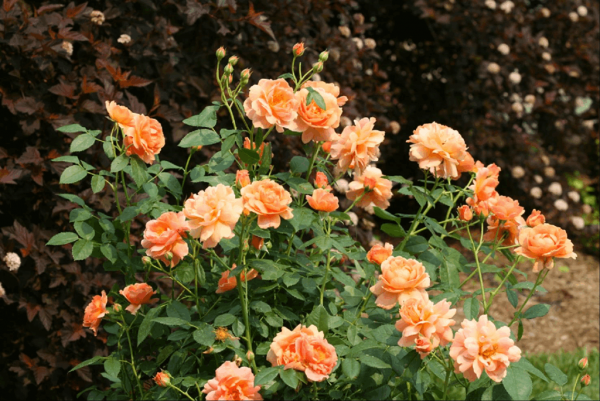 2 gallon - At Last® Rose (ROSE S AT LAST) - 2 gallon - 2 gallon