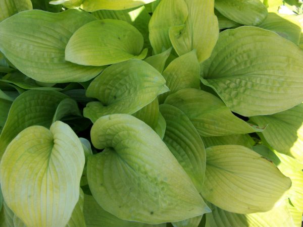 1 gallon - August Moon Plantain Lily (HOSTA AUGUST MOON) - 1 gallon - 1 gallon
