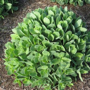 1 gallon - Autumn Joy Stonecrop (SEDUM AUTUMN JOY) - 1 gallon - 1 gallon