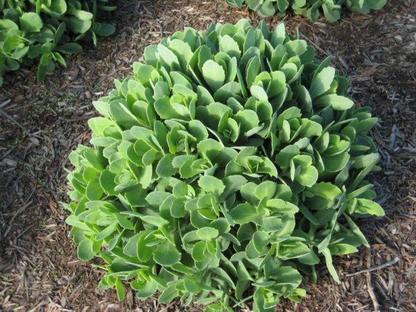 1 gallon - Autumn Joy Stonecrop (SEDUM AUTUMN JOY) - 1 gallon - 1 gallon
