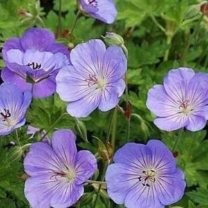1 gallon - Azure Rush Cranesbill (GERANIUM AZURE RUSH) - 1 gallon - 1 gallon