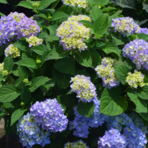 3 gallon - Azure Skies™ Hydrangea (HYDRANGEA M. AZURE SKIES) - 3 gallon - 3 gallon