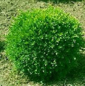 BUXUS M. 'FRANKLIN'S GEM'  G3 12"