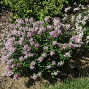 2 gallon - Baby Kim® Lilac (SYRINGA PATULA BABY KIM) - 2 gallon - 2 gallon