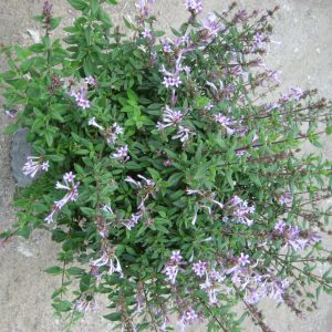 2 gallon 10" - Baby Lilac Shrub (LEPTODERMIS OBLONGA) - 2 gallon 10" - 2 gallon 10"