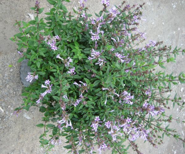 2 gallon 10" - Baby Lilac Shrub (LEPTODERMIS OBLONGA) - 2 gallon 10" - 2 gallon 10"
