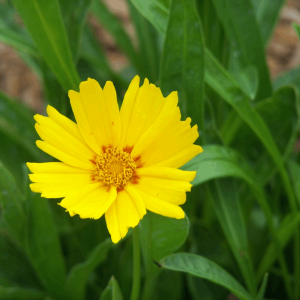 1 gallon - Baby Sun Tickseed (COREOPSIS G. BABY SUN) - 1 gallon - 1 gallon