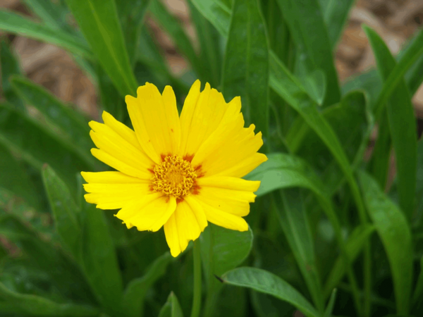1 gallon - Baby Sun Tickseed (COREOPSIS G. BABY SUN) - 1 gallon - 1 gallon
