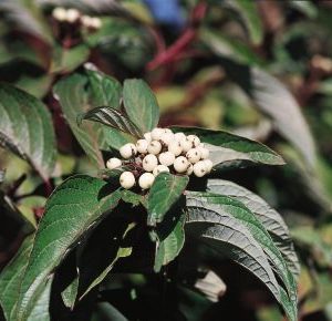 2 gallon 24" - Bailey Red Twig Dogwood (CORNUS S. BAILEYI) - 2 gallon 24" - 2 gallon 24"