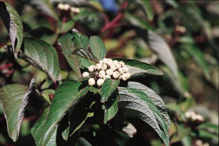 2 gallon 24" - Bailey Red Twig Dogwood (CORNUS S. BAILEYI) - 2 gallon 24" - 2 gallon 24"