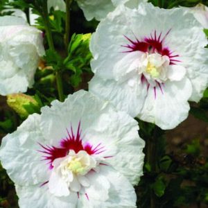 2 gallon - Bali™ Hibiscus (HIBISCUS SY. BALI) - 2 gallon - 2 gallon