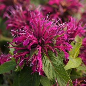 1 gallon - Balmy™ Purple Bee Balm (MONARDA BALMY PURPLE) - 1 gallon - 1 gallon
