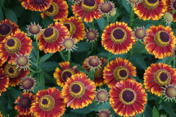 1 gallon - Bandera Sneeze Weed (HELENIUM MARIACHI BANDERA) - 1 gallon - 1 gallon