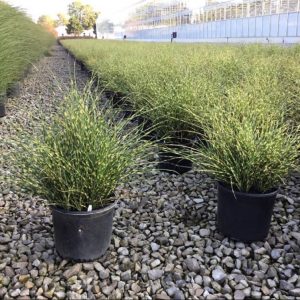 3 gallon - Bandwidth Maiden Grass (GRASS - M. S. BANDWIDTH) - 3 gallon - 3 gallon
