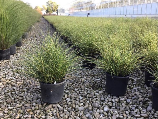 3 gallon - Bandwidth Maiden Grass (GRASS - M. S. BANDWIDTH) - 3 gallon - 3 gallon