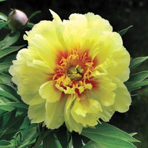 2 gallon - Bartzella Itoh Peony (PAEONIA I BARTZELLA  (YELLOW)) - 2 gallon - 2 gallon
