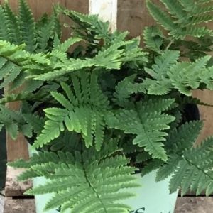 1 gallon - Beautiful Wood Fern (FERN -BEAUTIFUL WOOD) - 1 gallon - 1 gallon