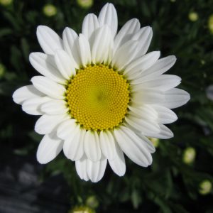 1 gallon - Becky Shasta Daisy (LEUCANTHEMUM X S. BECKY) - 1 gallon - 1 gallon
