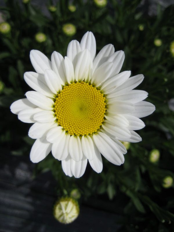 1 gallon - Becky Shasta Daisy (LEUCANTHEMUM X S. BECKY) - 1 gallon - 1 gallon
