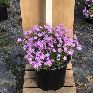 1 gallon - Bedazzled Lavender Hybrid Spring Phlox (PHLOX SUB. BEDAZZLED LAVENDER) - 1 gallon - 1 gallon
