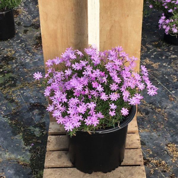 1 gallon - Bedazzled Lavender Hybrid Spring Phlox (PHLOX SUB. BEDAZZLED LAVENDER) - 1 gallon - 1 gallon