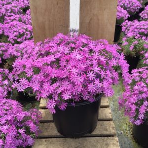 1 gallon - Bedazzled Pink Hybrid Spring Phlox (PHLOX SUB. BEDAZZLED PINK) - 1 gallon - 1 gallon