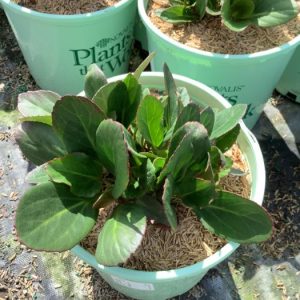 1 gallon - Bergenia Early Brilliance™ Magenta  (BERGENIA EARLY BRILLIANCE MAGENTA) - 1 gallon - 1 gallon