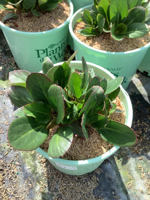 1 gallon - Bergenia Early Brilliance™ Magenta  (BERGENIA EARLY BRILLIANCE MAGENTA) - 1 gallon - 1 gallon