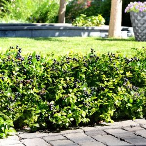 1 gallon - BerryBux® Blueberry (VACCINIUM BERRYBUX) - 1 gallon - 1 gallon