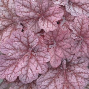 1 gallon - Berry Smoothie Coral Bells (HEUCHERA BERRY SMOOTHIE) - 1 gallon - 1 gallon