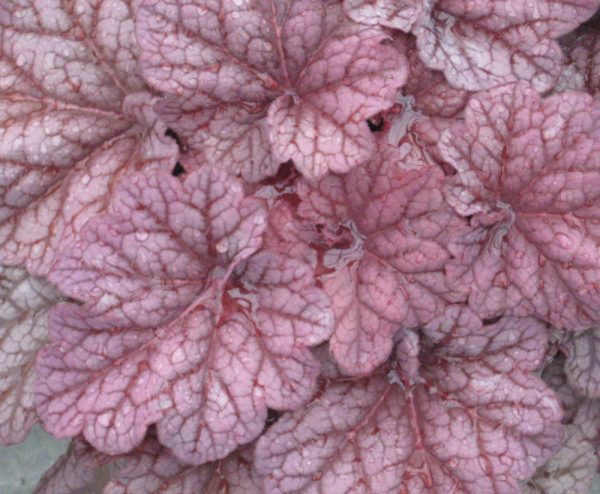 1 gallon - Berry Smoothie Coral Bells (HEUCHERA BERRY SMOOTHIE) - 1 gallon - 1 gallon