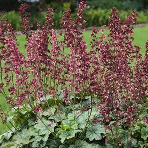 1 gallon - Berry Timeless Coralbells (HEUCHERA BERRY TIMELESS) - 1 gallon - 1 gallon