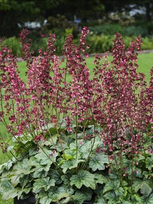 1 gallon - Berry Timeless Coralbells (HEUCHERA BERRY TIMELESS) - 1 gallon - 1 gallon