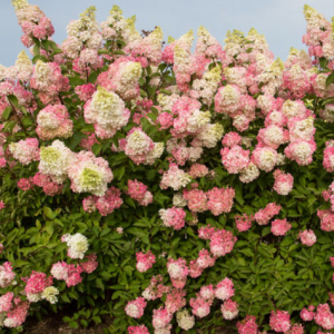 3 gallon - Berry White® Panicle Hydrangea (HYDRANGEA P BERRY WHITE) - 3 gallon - 3 gallon