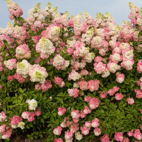 3 gallon - Berry White® Panicle Hydrangea (HYDRANGEA P BERRY WHITE) - 3 gallon - 3 gallon