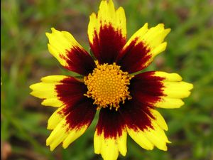 1 gallon - Big Bang™ Cosmic Eye Coreopsis (COREOPSIS X BIG BANG COSMIC EYE) - 1 gallon - 1 gallon