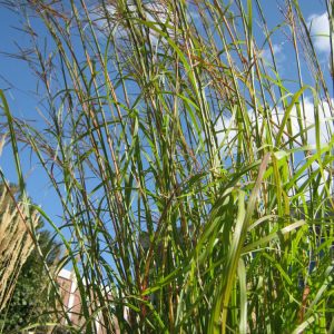 2 gallon - Big Bluestem Grass (GRASS - AND. G BIG BLUESTEM) - 2 gallon - 2 gallon