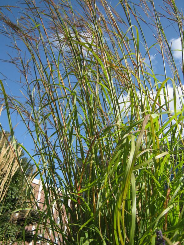 2 gallon - Big Bluestem Grass (GRASS - AND. G BIG BLUESTEM) - 2 gallon - 2 gallon