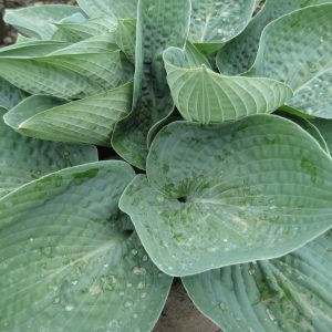 1 gallon - Big Daddy Plantain Lily (HOSTA BIG DADDY) - 1 gallon - 1 gallon
