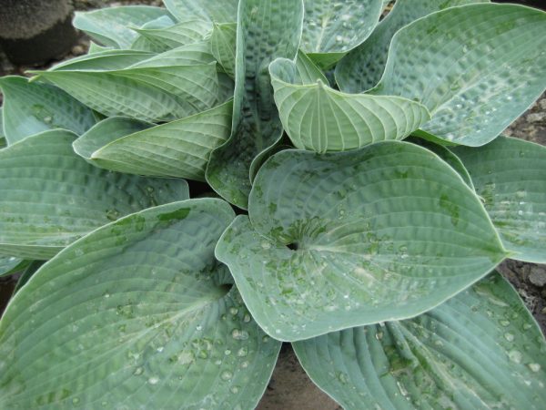 1 gallon - Big Daddy Plantain Lily (HOSTA BIG DADDY) - 1 gallon - 1 gallon