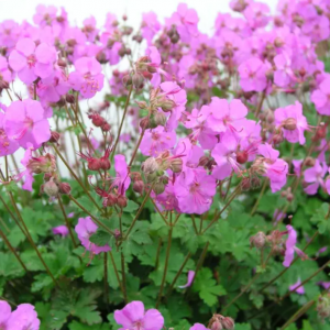 1 gallon - Biokovo Karmina Cranesbill (GERANIUM CINEREUM KARMINA) - 1 gallon - 1 gallon