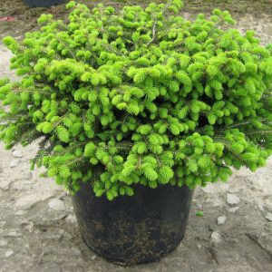 3 gallon 15" - Bird's Nest Spruce (PICEA ABIES NIDIFORMIS) - 3 gallon 15" - 3 gallon 15"
