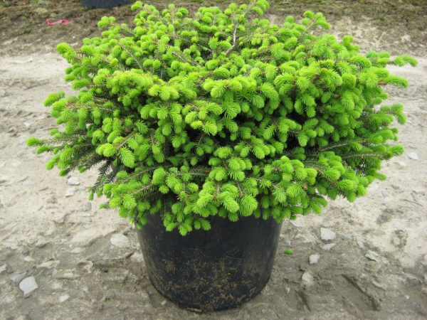 3 gallon 15" - Bird's Nest Spruce (PICEA ABIES NIDIFORMIS) - 3 gallon 15" - 3 gallon 15"