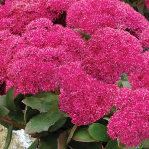 1 gallon - Birthday Party Stonecrop (SEDUM BIRTHDAY PARTY) - 1 gallon - 1 gallon