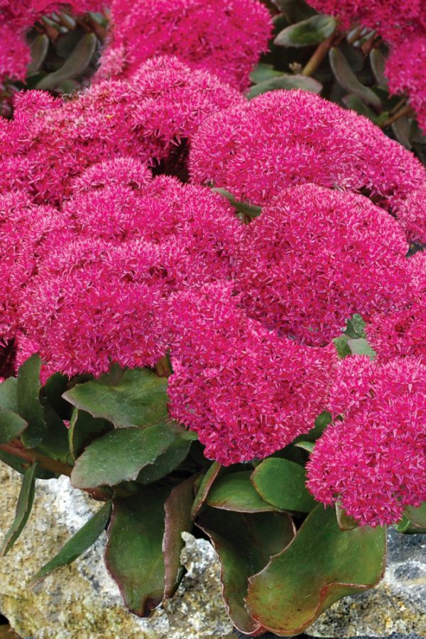 1 gallon - Birthday Party Stonecrop (SEDUM BIRTHDAY PARTY) - 1 gallon - 1 gallon