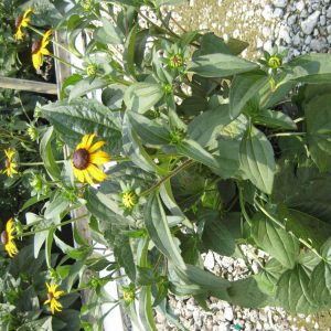1 gallon - Black-Eyed Susan (RUDBECKIA FULGIDA GOLDSTURM) - 1 gallon - 1 gallon