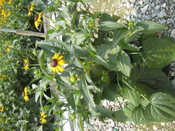 1 gallon - Black-Eyed Susan (RUDBECKIA FULGIDA GOLDSTURM) - 1 gallon - 1 gallon